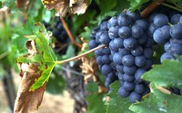Change in climate and berry composition for grapevine varieties in the Loire Valley