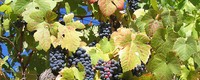 Future wine production in the Portuguese Douro Valley