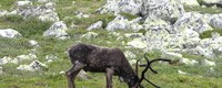 Robust strategies for reindeer management