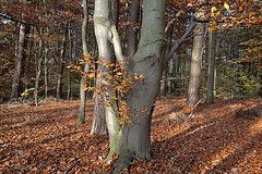 Climate change impact on European beech forest