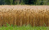 Crop yield under climate change and adaptation