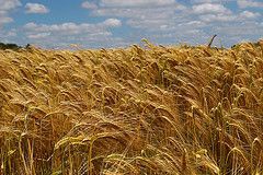 More frequent adverse weather conditions for European wheat production