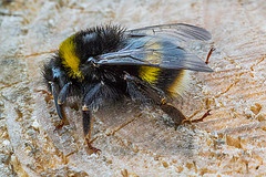 Climate change impacts on bumblebees converge across continents