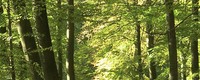 Forest management cannot keep pace with climate change impact on European forest