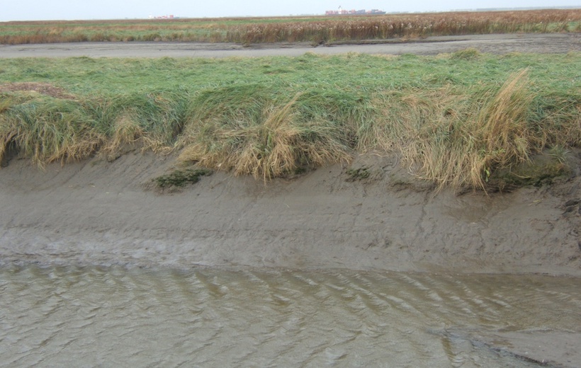 Salt marshes will survive sea level rise 