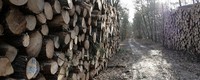 More woods in the Netherlands to tackle global warming