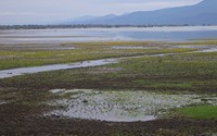 Wetlands are shrinking rapidly in Greece