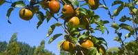 Shifting fruit growing conditions call for adaptation in southern Europe 