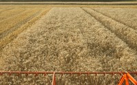 Technology may counterbalance negative impacts of climate change on cereal yields in Western Europe