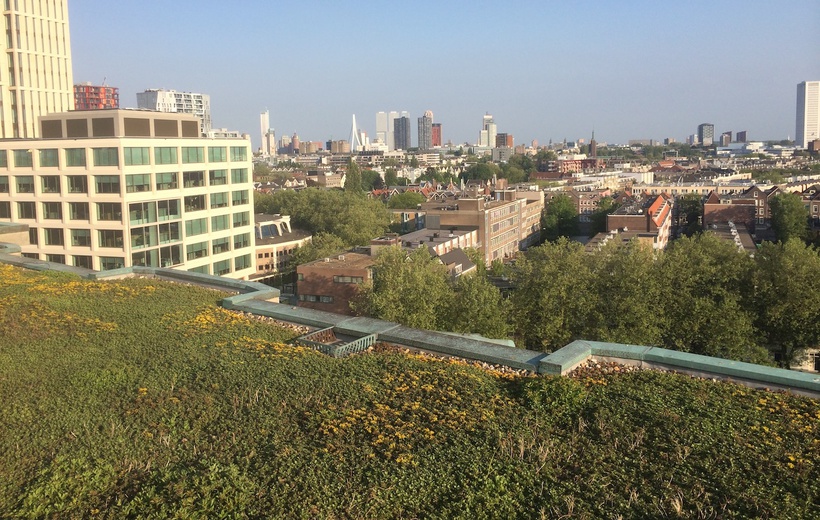 Do green roofs mitigate stormwater runoff in urban areas?
