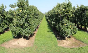 Increasing risks of apple tree frost damage under climate change