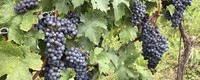 Winemaking in Southern Europe is under serious pressure