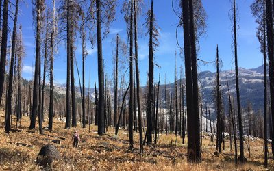 Climate change is not always the main driver of river discharge changes