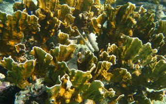 Coral reef Bonaire