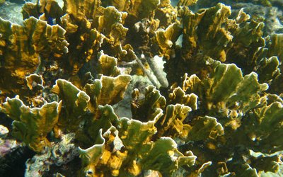 Coral reef Bonaire