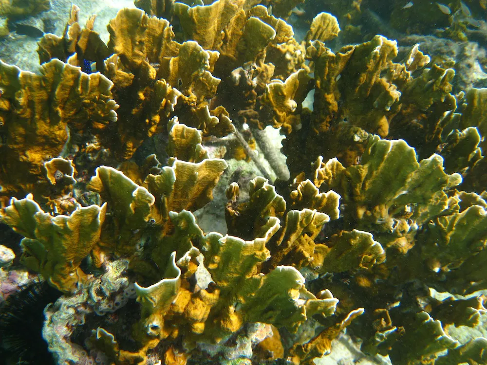 Coral reef Bonaire