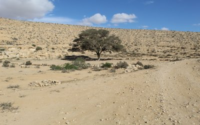 Desertification