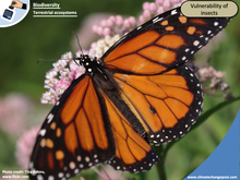 Biodiversity Part 4: terrestrial