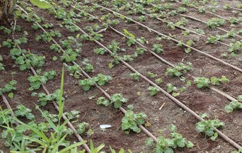 Drip irrigation