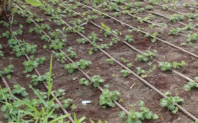 Drip irrigation