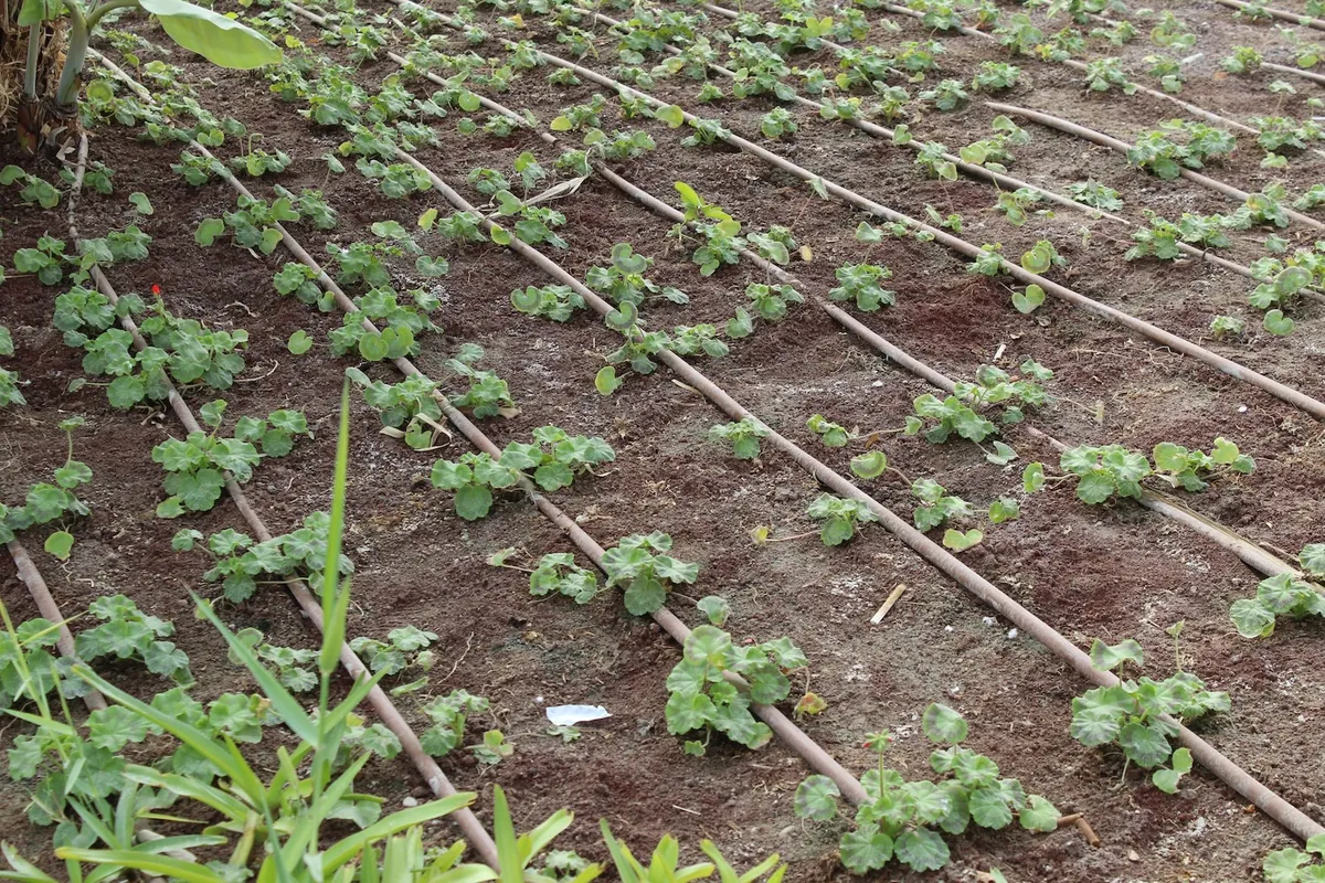 Drip irrigation