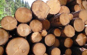 Europe's timber industry