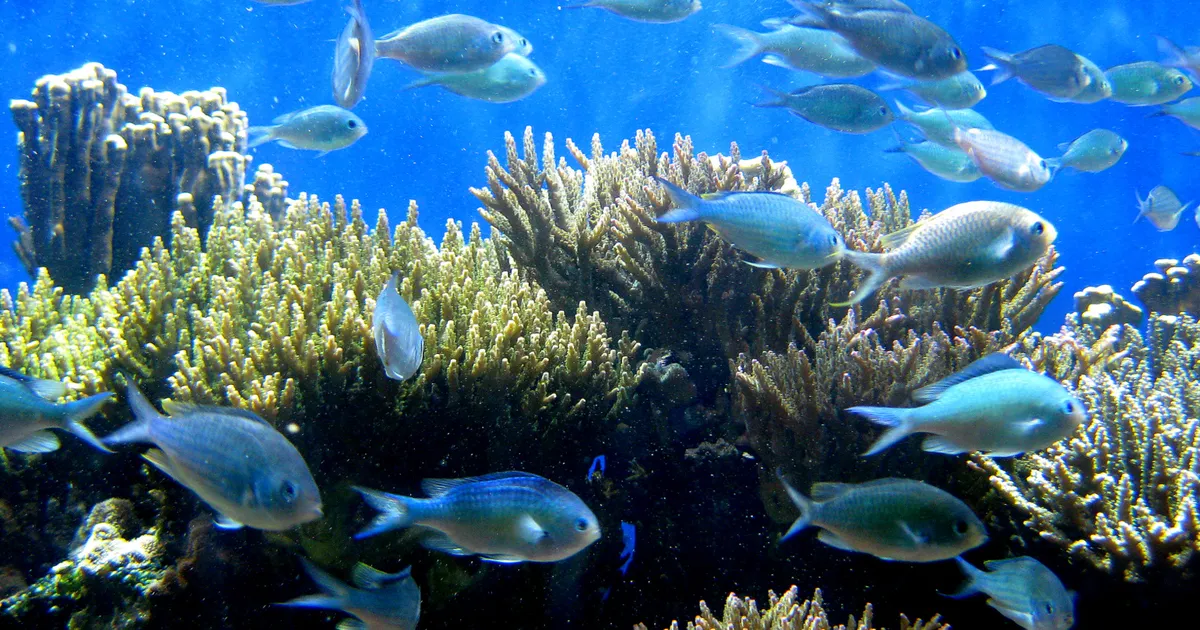For every 0.1 °C increase in seabed temperature, we lose 7% of fish ...