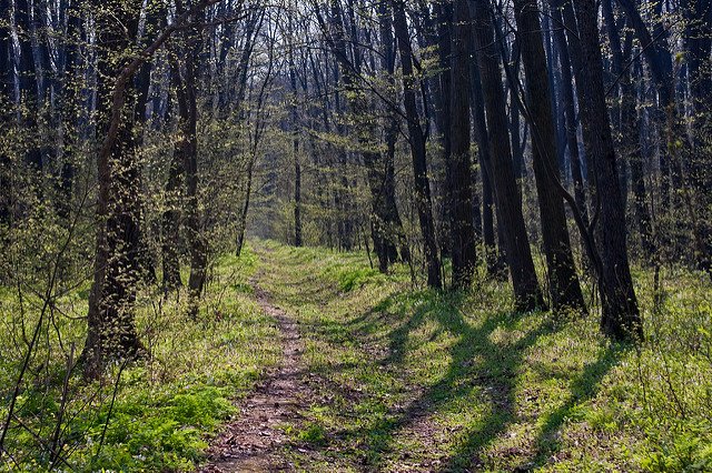 Harvesting: opportunities to adapt Romanian forests to climate change