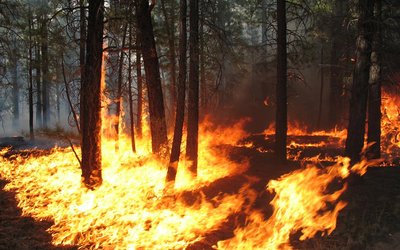 Forest fire