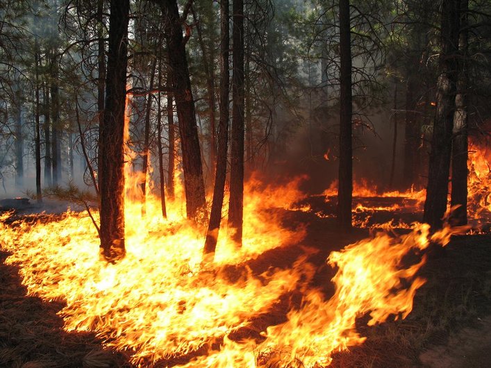Forest fire