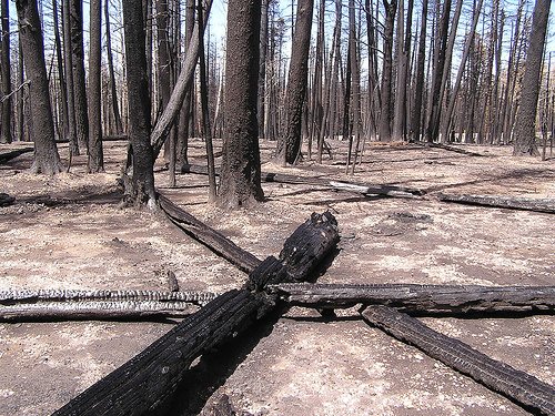 Forest fires and their impact on flash floods
