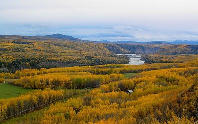 What drives future changes in the world’s forest carbon?