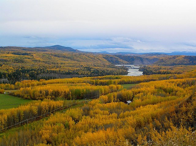 What drives future changes in the world’s forest carbon?