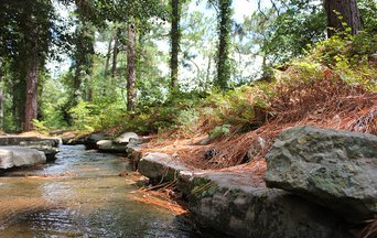 Forest management can mitigate climate change effects on streamflow