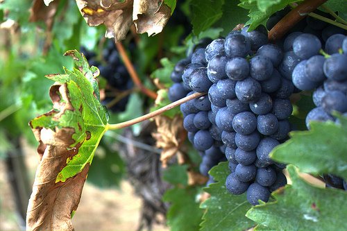 Change in climate and berry composition for grapevine varieties in the Loire Valley