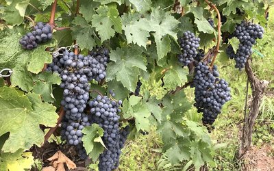 Winemaking in Southern Europe is under serious pressure