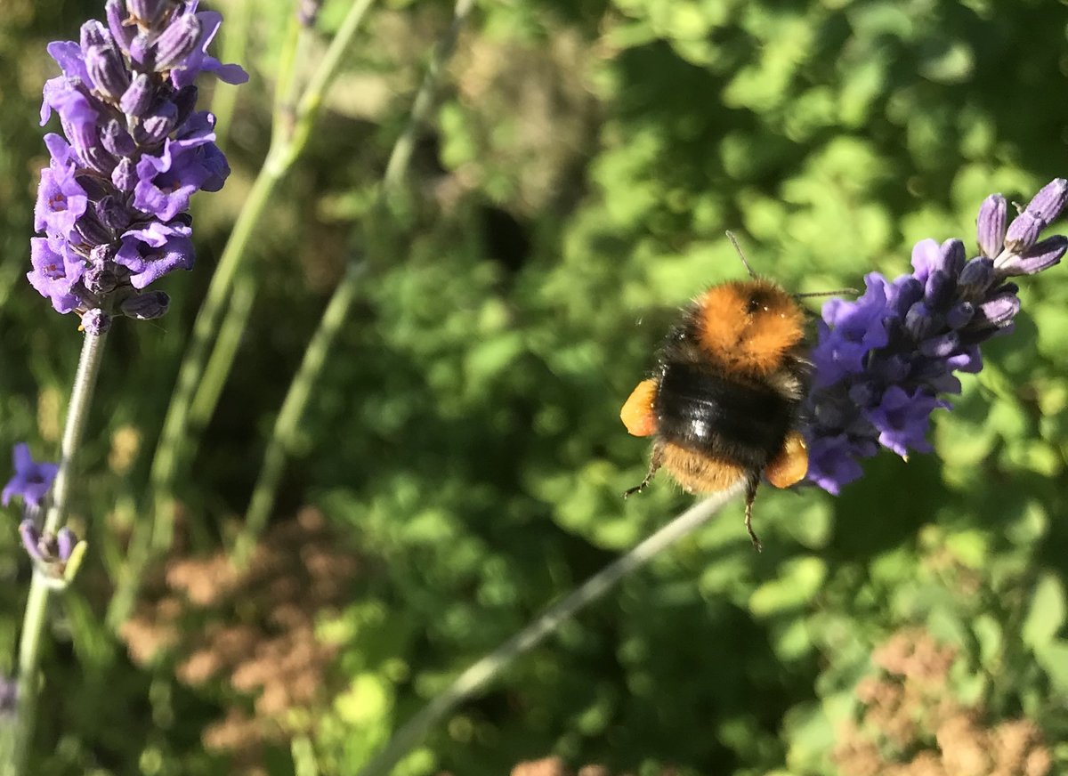 Insect biodiversity is changing because of agriculture and climate change