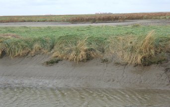 Salt marshes will survive sea level rise 
