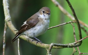 Migratory birds under threat