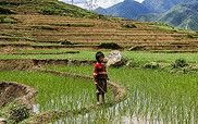 Threat to future global food security from climate change and ozone air pollution