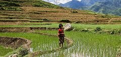 Threat to future global food security from climate change and ozone air pollution