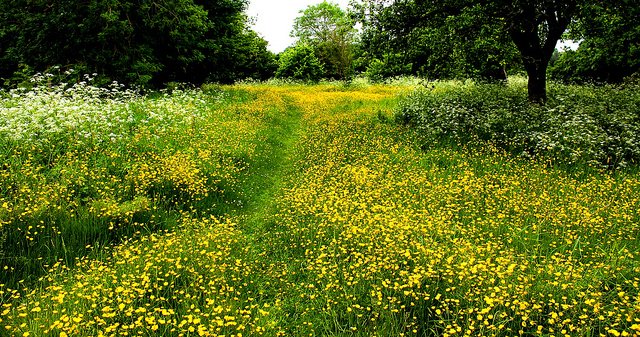 Spring advancement in Europe due to global warming may amplify the ...