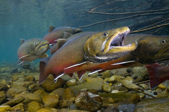 Climate change impacts on biodiversity, an overview