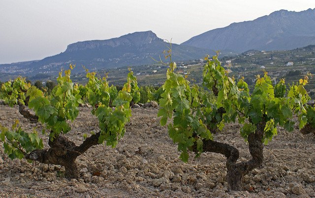 Spanish premium-quality wine areas at risk under climate change