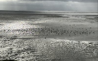 Wadden Sea