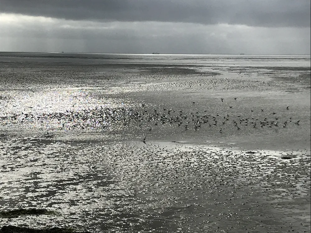Wadden Sea