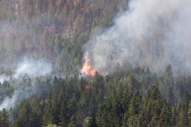 Shift in boreal forest tree species urgently needed due to climate change