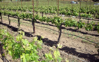 Wine quality and global warming: When will winners become losers?