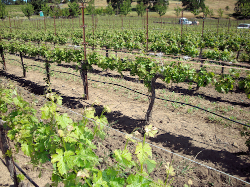 Wine quality and global warming: When will winners become losers?