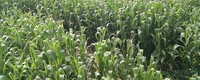 Vulnerability hotspots for wheat and maize